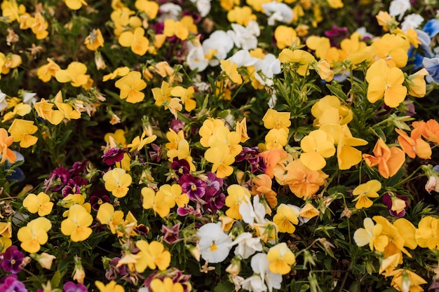 Flores amarelas no canteiro