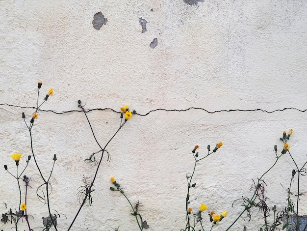 Flores amarelas no fundo de uma velha parede cinza rachada com rachaduras e manchas