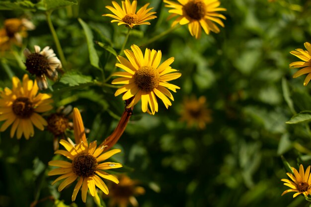 Foto flores amarelas no jardim plantas na rua fundo natural de inflorescências amarelas