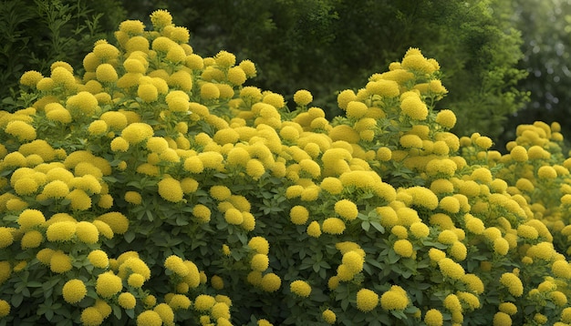 Flores amarelas no jardim