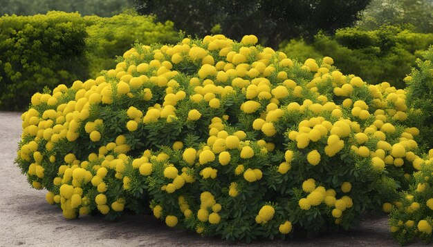 Foto flores amarelas no jardim