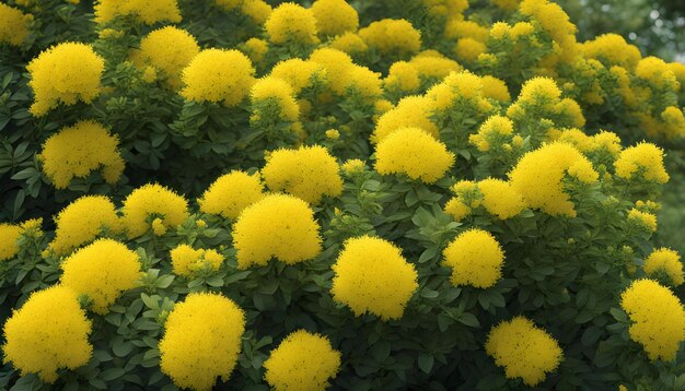 Flores amarelas no jardim