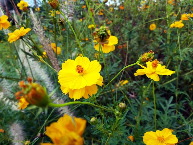 Flores amarelas no símbolo do jardim do brilho do verão proporcionam uma atmosfera fresca