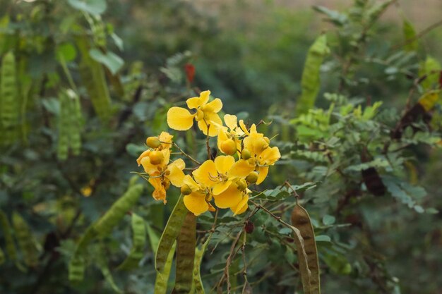 Foto flores amarelas nove flores amarelas