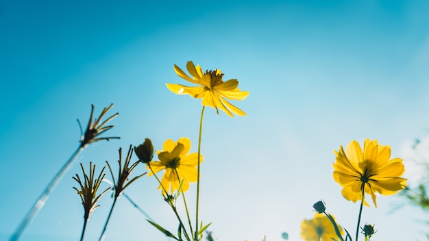 Flores amarelas pela manhã verão