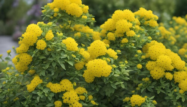 Foto flores amarelas que fazem parte de uma planta