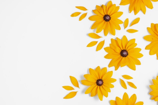 Foto flores amarelas representadas no fundo branco. muitas flores para decorar qualquer cartão postal ou cartão de celebração. conceito de verão e outono. vista plana, vista superior, cópia espaço