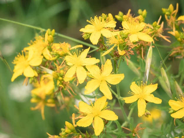 Flores amarelas selvagens com cinco pétalas e grandes estames Agrimonia eupatoria no início do verão cercado por grandes folhas verdes da vegetação circundante