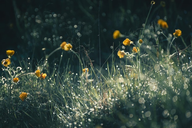 Flores amarelas selvagens com orvalho matinal na floresta ao nascer do sol