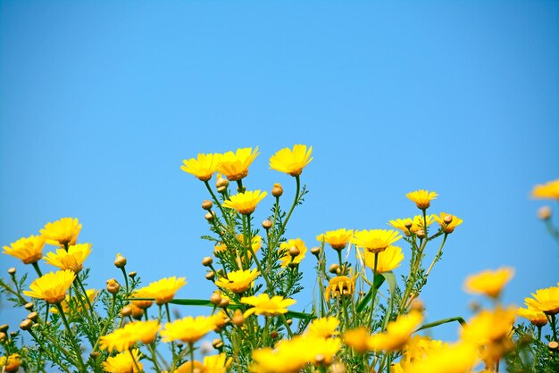 Flores amarelas sob um céu nublado