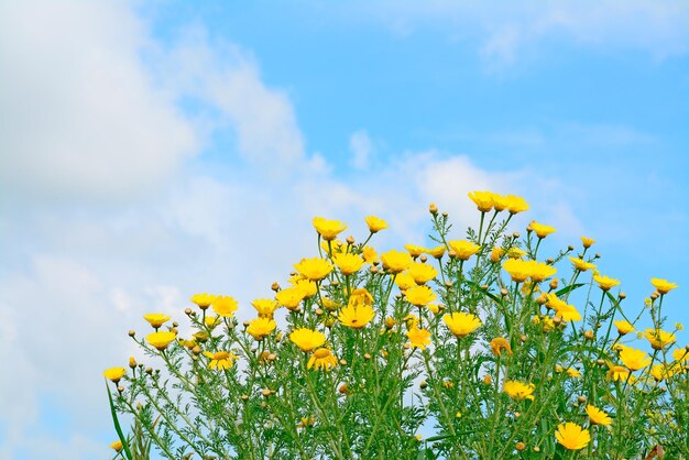 Flores amarelas sob um céu nublado