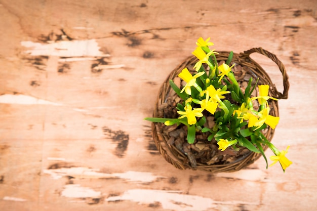 Flores amarelas surpreendentes dos narcisos amarelos na cesta. imagem para fundo de primavera