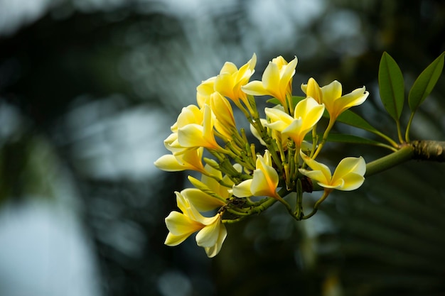 flores amarelas tropicais no fundo desfocado