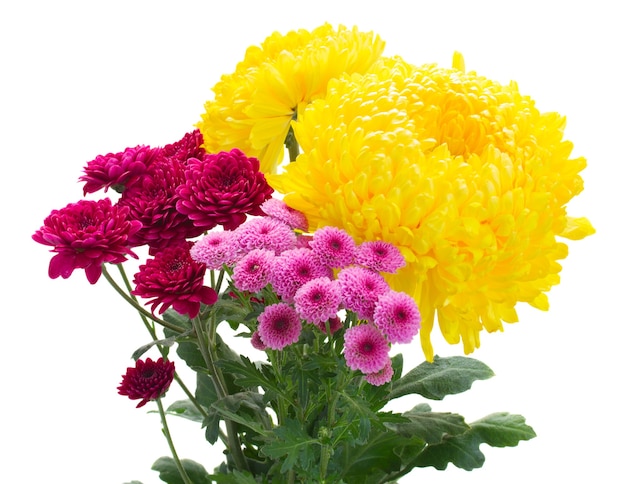 Flores amarelas, vermelhas e rosa da mãe em um vaso azul, isoladas no fundo branco