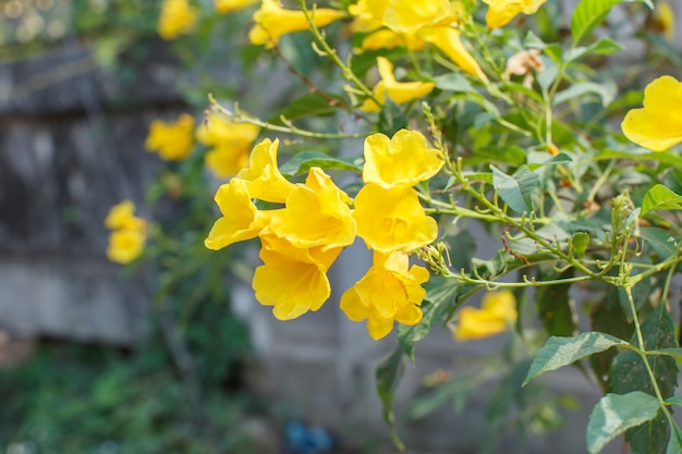 Flores amarelas