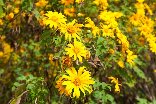 Flores amarelas