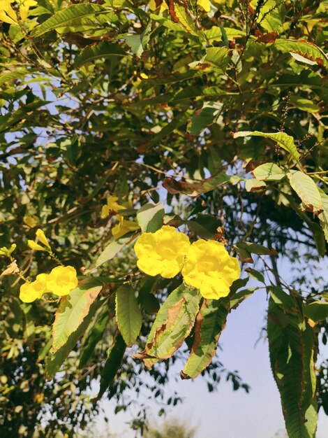 Foto flores amarelas