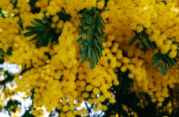 flores amarelas