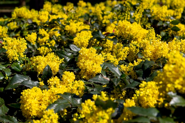 Flores amarelas.