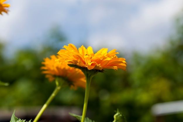 Foto flores amarelo-laranja no verão, plantas com flores decorativas no jardim