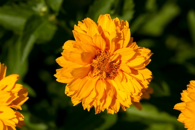 Flores amarelo-laranja no verão