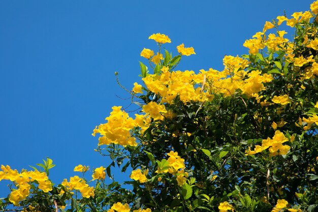 Flores amarillas de allamanda