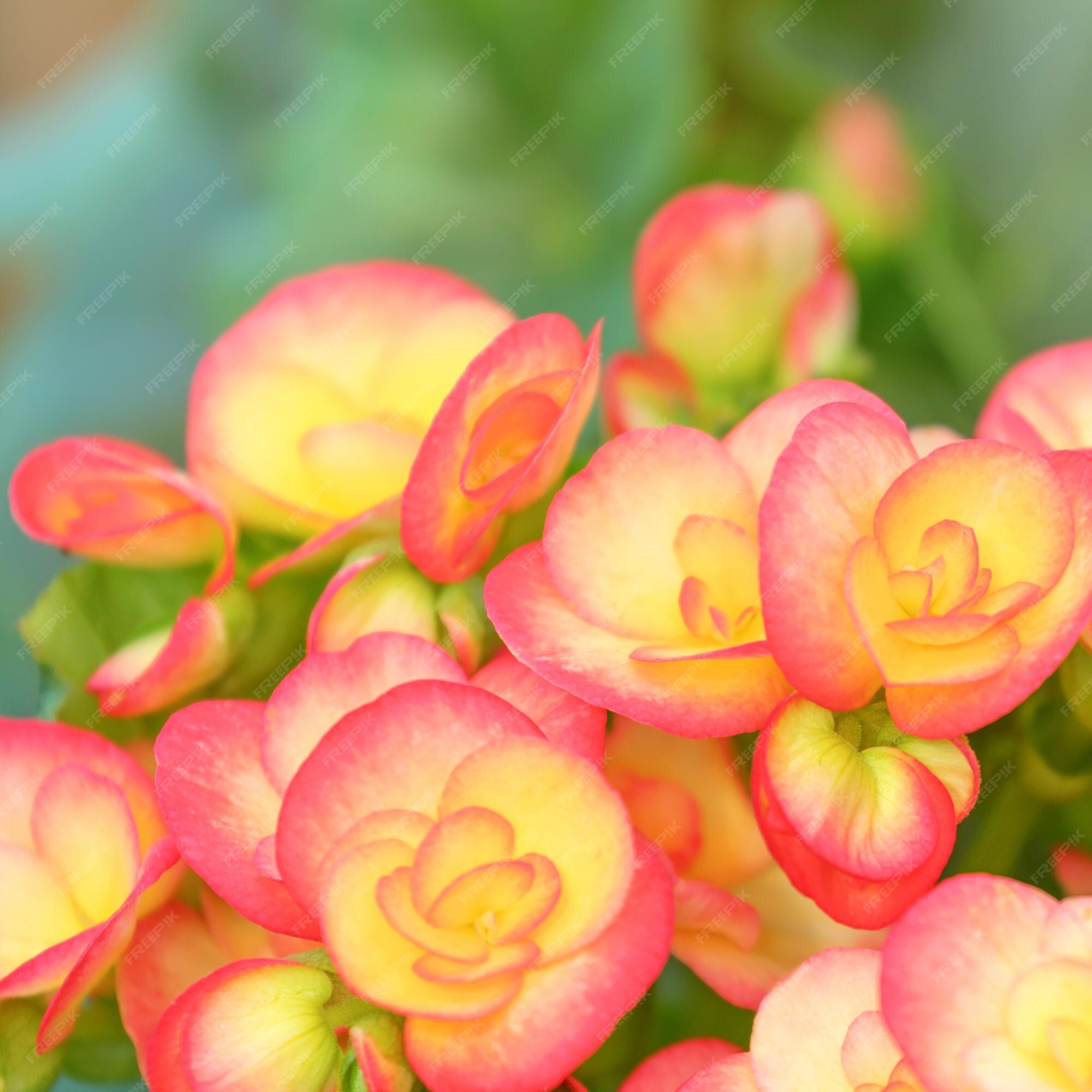 Flores amarillas anaranjadas begonia, begonias tuberosas (begonia  tuberhybrida) | Foto Premium