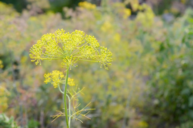 Flores amarillas de Anethum graveolens eneldo en campos de jardín