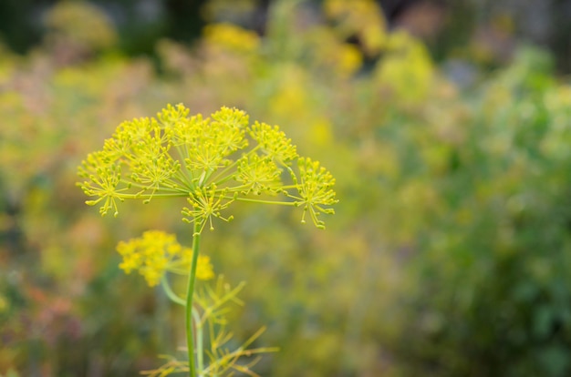 Flores amarillas de Anethum graveolens eneldo en campos de jardín