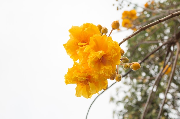 Flores amarillas del árbol del algodón de seda