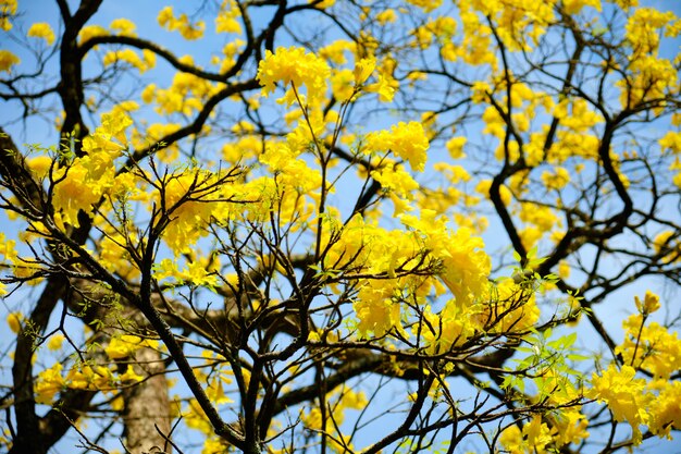 Flores amarillas del árbol de hoja perenne Cassia en la isla