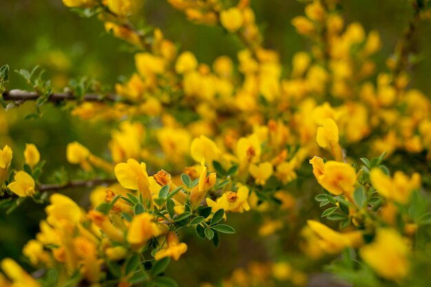 Flores amarillas en el arbusto en el primer plano de la foto del país Enfoque selectivo