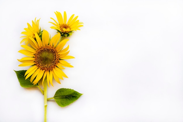 flores amarillas arreglo de girasoles estilo postal