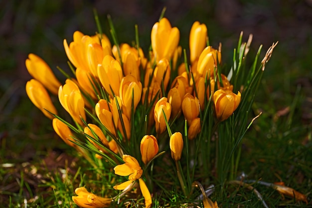 Flores amarillas de azafrán que crecen en un macizo de flores en un jardín trasero durante el verano Plantas con flores que florecen en un exuberante parque verde durante la primavera Flores silvestres brillantes que florecen en un césped cubierto de hierba