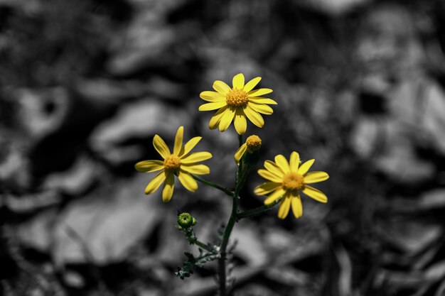 Flores amarillas en blanco y negro