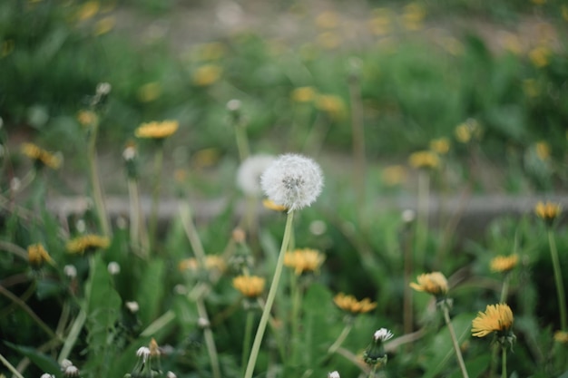 Flores amarillas brillantes dientes de león en el fondo de prados verdes Fondo de primavera y verano