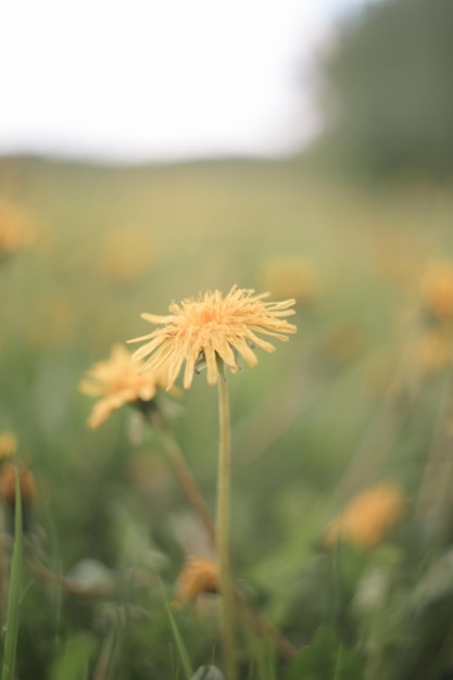 Flores amarillas brillantes dientes de león en el fondo de prados verdes Fondo de primavera y verano