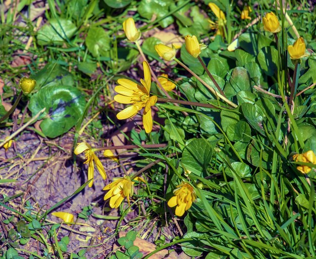 Flores amarillas brillantes de Ficaria verna contra un fondo de hojas verdes a principios de la primavera