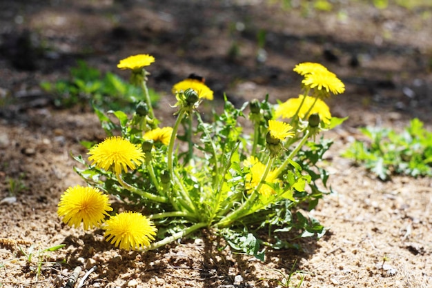 Flores amarillas brillantes, hojas y diente de león en la planta de la naturaleza de primavera.