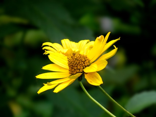 Flores amarillas brillantes de rudbeckia o Susan de ojos negros en el jardín. Una abeja polinizando una flor amarilla