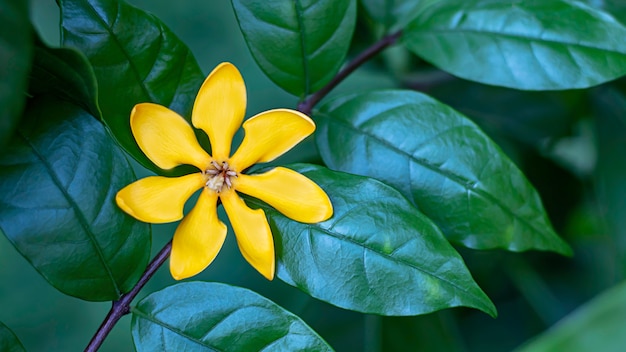 Las flores amarillas brillantes en un verde del fondo se van en el jardín.