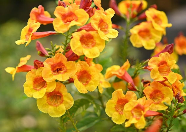 Flores amarillas brillantes de la vid de trompeta o enredadera de trompeta