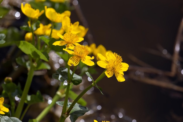 Flores amarillas de caléndula de pantano sobre un fondo oscuro en un primer plano de un día soleado