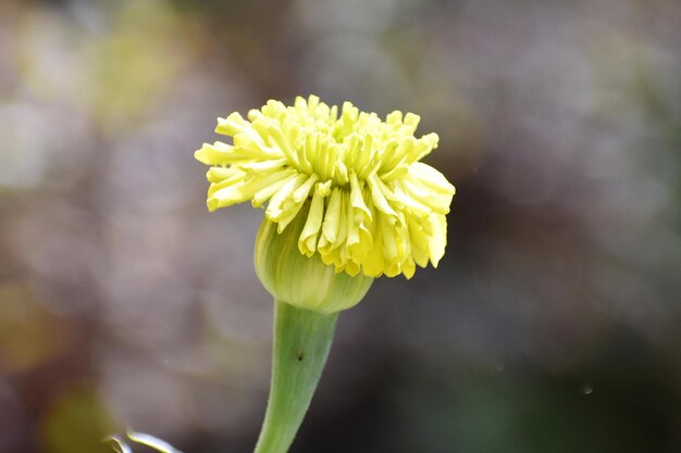 Flores amarillas de la caléndula