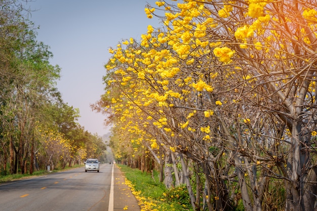 flores amarillas y el camino en el campo de Tailandia