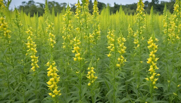 Foto flores amarillas en un campo de maíz