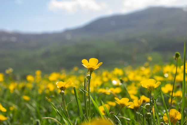 Flores amarillas en el campo en primavera