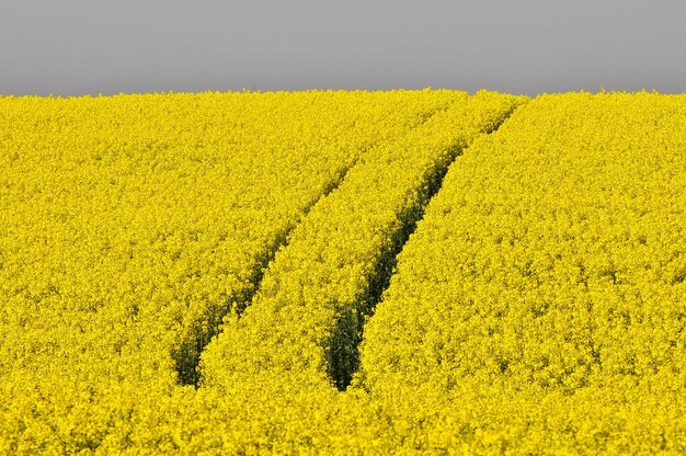 Foto flores amarillas en el campo