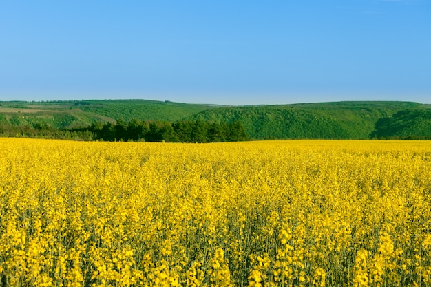 Flores amarillas en un campo