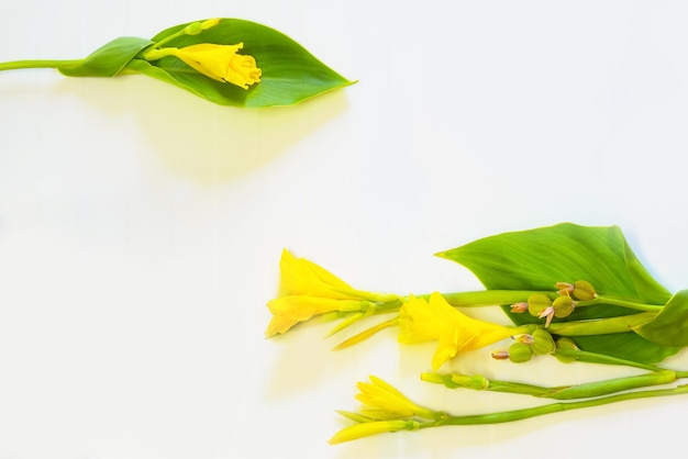 Flores amarillas Canna aisladoTarjeta de invitación de felicitaciónRegalo del día de 8 de marzotarjeta de felicitación de felicitación